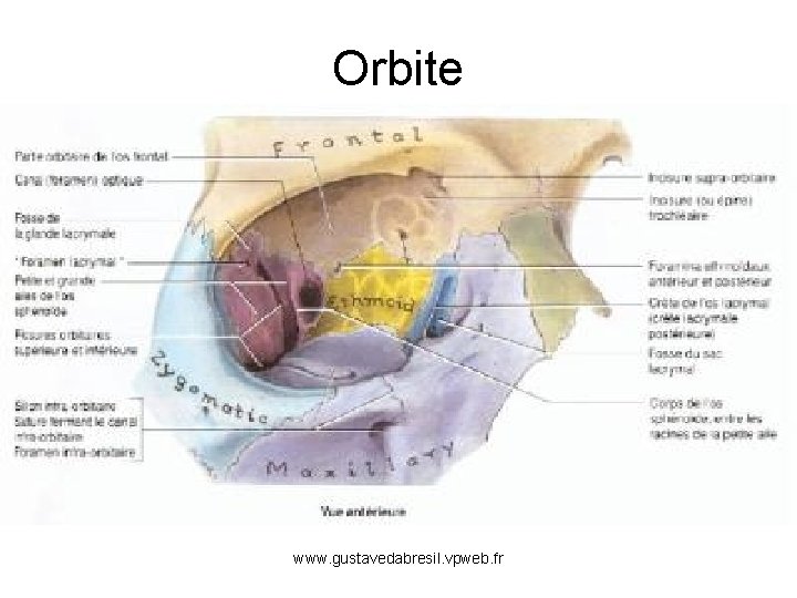 Orbite www. gustavedabresil. vpweb. fr 