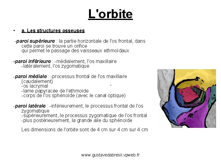 L'orbite • a. Les structures osseuses -paroi supérieure : la partie horizontale de l'os