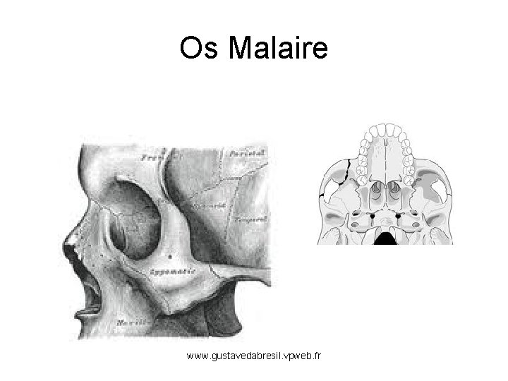 Os Malaire www. gustavedabresil. vpweb. fr 
