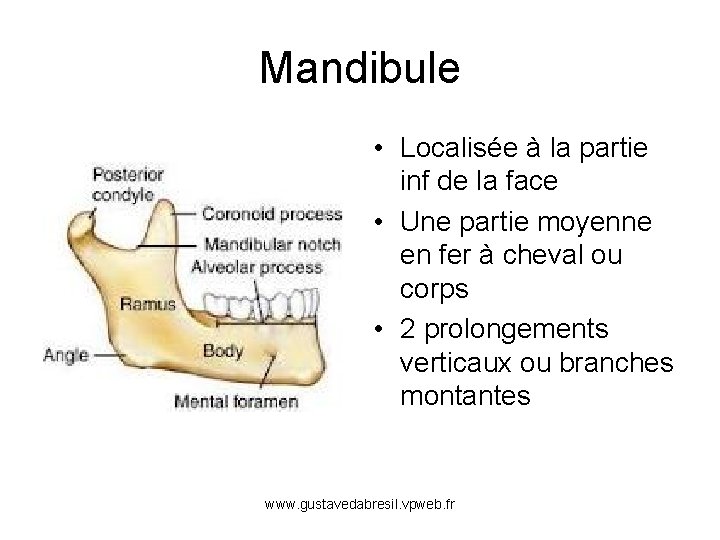 Mandibule • Localisée à la partie inf de la face • Une partie moyenne