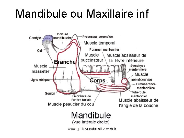 Mandibule ou Maxillaire inf www. gustavedabresil. vpweb. fr 
