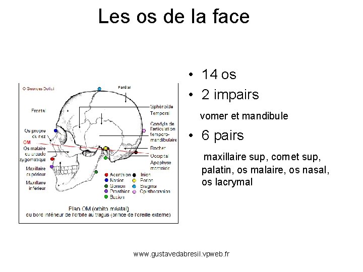 Les os de la face • 14 os • 2 impairs vomer et mandibule