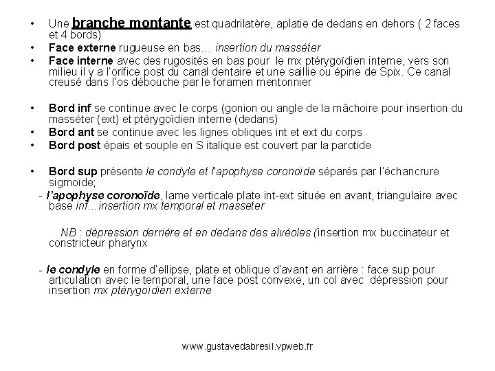  • • • Une branche montante est quadrilatère, aplatie de dedans en dehors