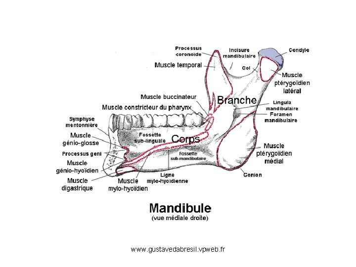 www. gustavedabresil. vpweb. fr 