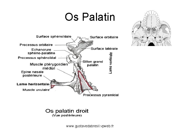 Os Palatin www. gustavedabresil. vpweb. fr 