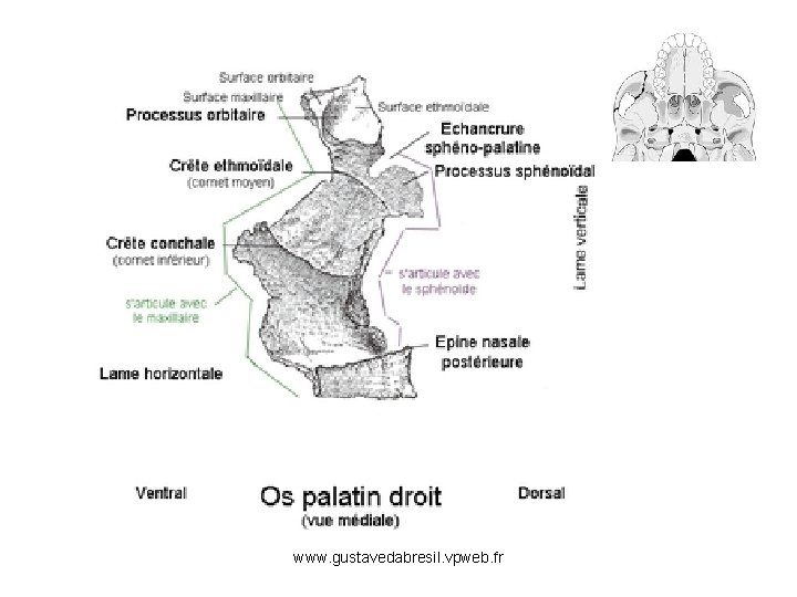www. gustavedabresil. vpweb. fr 