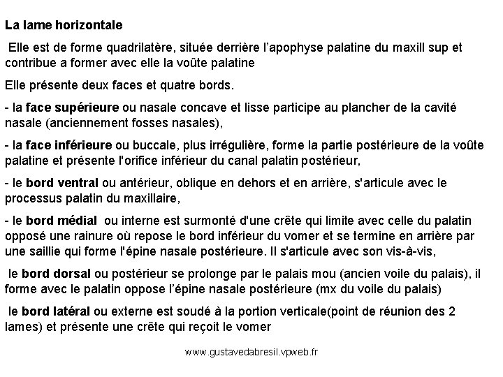 La lame horizontale Elle est de forme quadrilatère, située derrière l’apophyse palatine du maxill