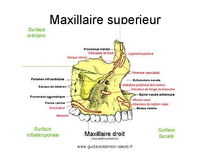 Maxillaire superieur www. gustavedabresil. vpweb. fr 