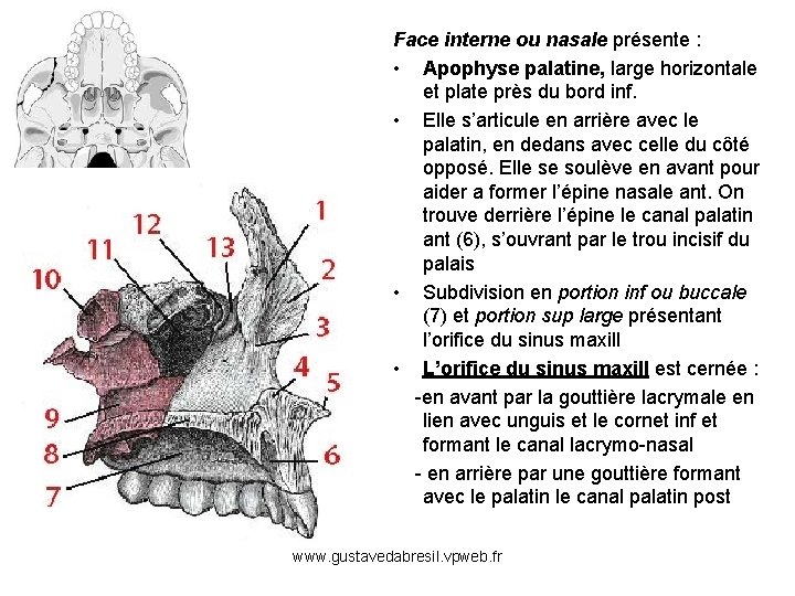 Face interne ou nasale présente : • Apophyse palatine, large horizontale et plate près
