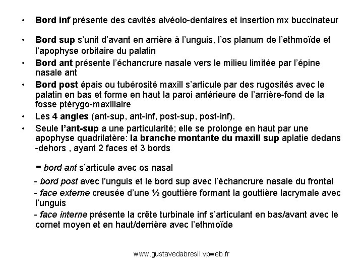  • Bord inf présente des cavités alvéolo-dentaires et insertion mx buccinateur • Bord