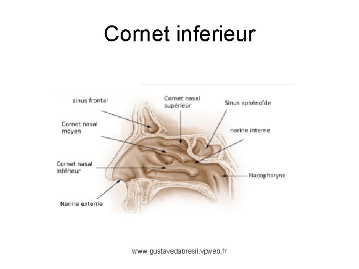 Cornet inferieur www. gustavedabresil. vpweb. fr 