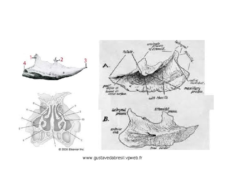 www. gustavedabresil. vpweb. fr 