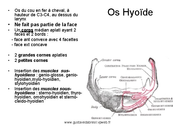  • Os du cou en fer à cheval, à hauteur de C 3