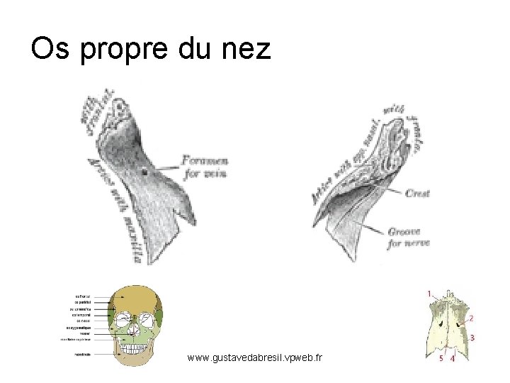 Os propre du nez www. gustavedabresil. vpweb. fr 