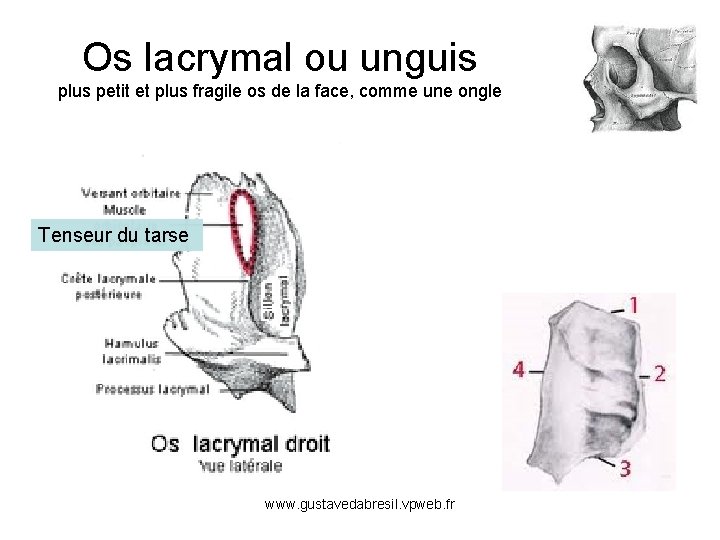 Os lacrymal ou unguis plus petit et plus fragile os de la face, comme