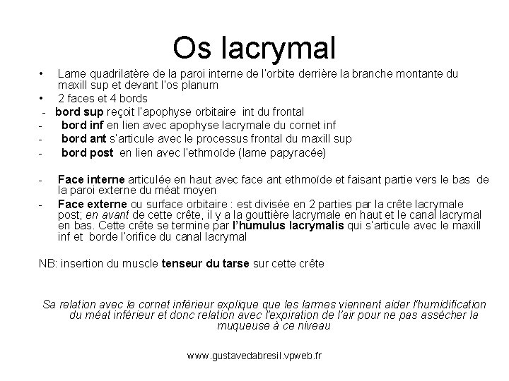 Os lacrymal • Lame quadrilatère de la paroi interne de l’orbite derrière la branche