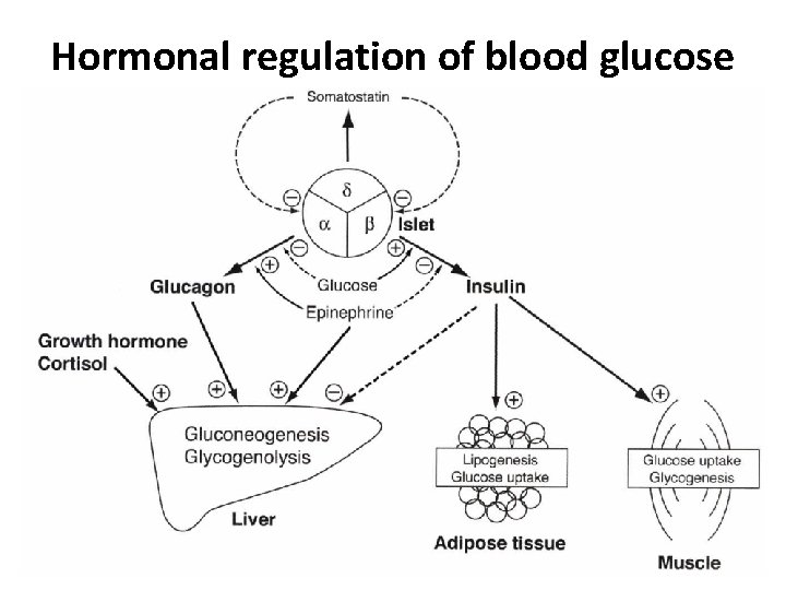 Hormonal regulation of blood glucose 