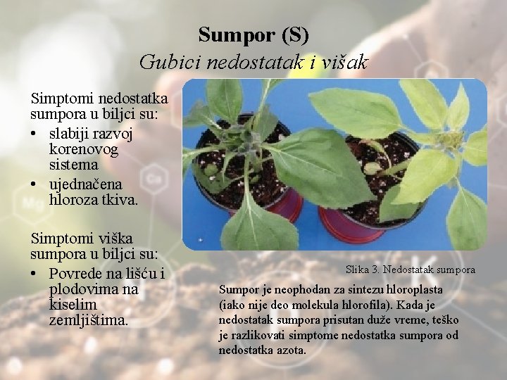 Sumpor (S) Gubici nedostatak i višak Simptomi nedostatka sumpora u biljci su: • slabiji