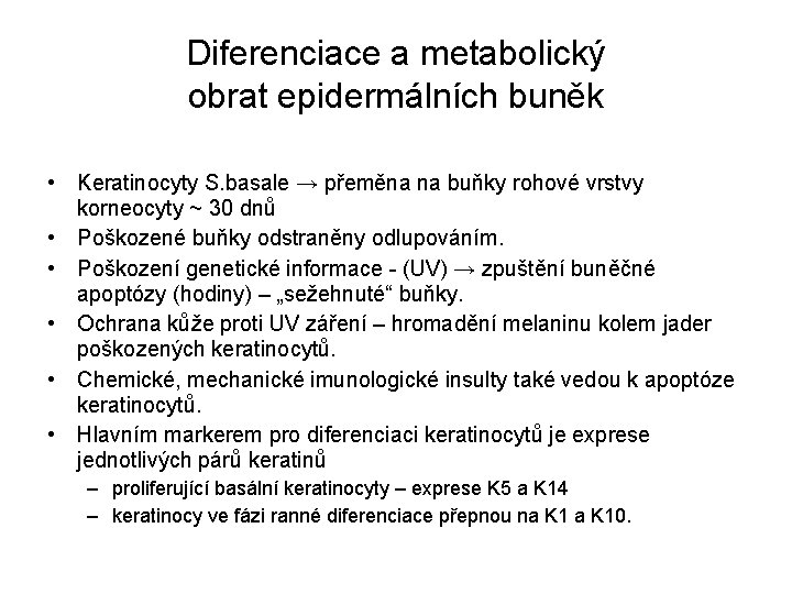 Diferenciace a metabolický obrat epidermálních buněk • Keratinocyty S. basale → přeměna na buňky