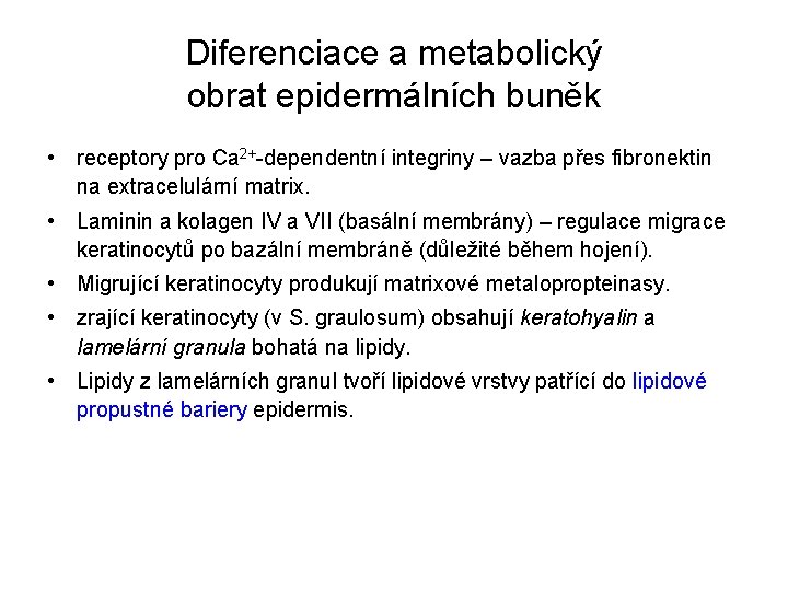 Diferenciace a metabolický obrat epidermálních buněk • receptory pro Ca 2+-dependentní integriny – vazba