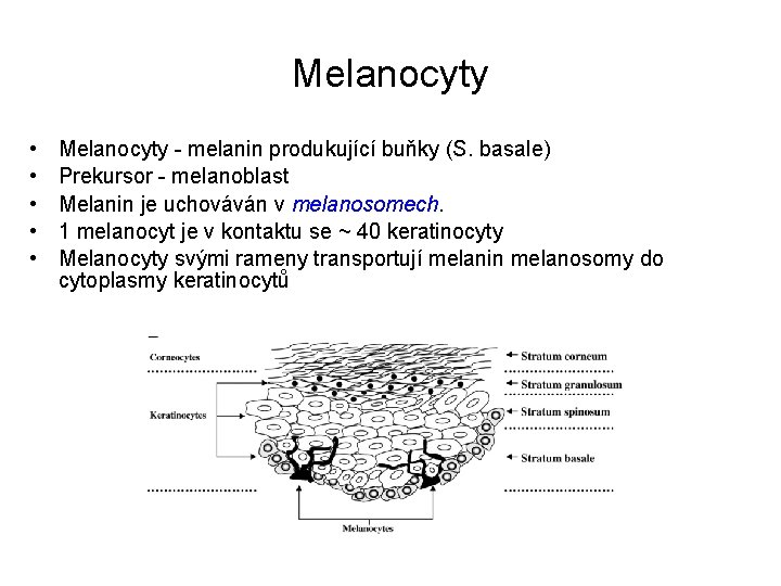 Melanocyty • • • Melanocyty - melanin produkující buňky (S. basale) Prekursor - melanoblast
