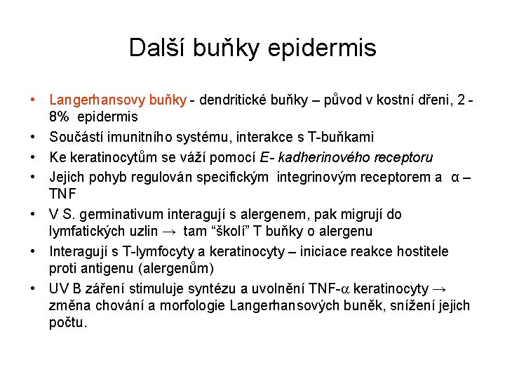 Další buňky epidermis • Langerhansovy buňky - dendritické buňky – původ v kostní dřeni,