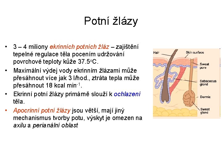 Potní žlázy • 3 – 4 miliony ekrinních potních žláz – zajištění tepelné regulace