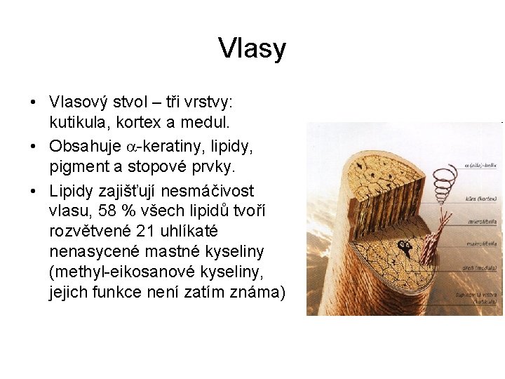 Vlasy • Vlasový stvol – tři vrstvy: kutikula, kortex a medul. • Obsahuje -keratiny,