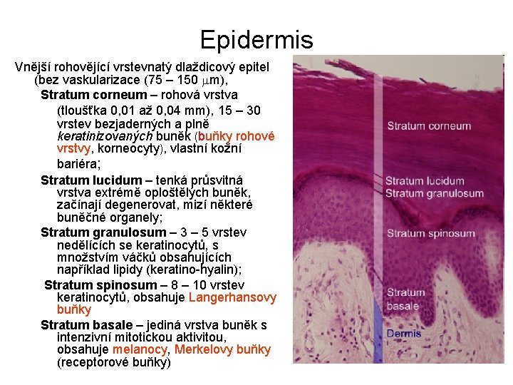 Epidermis Vnější rohovějící vrstevnatý dlaždicový epitel (bez vaskularizace (75 – 150 mm), Stratum corneum