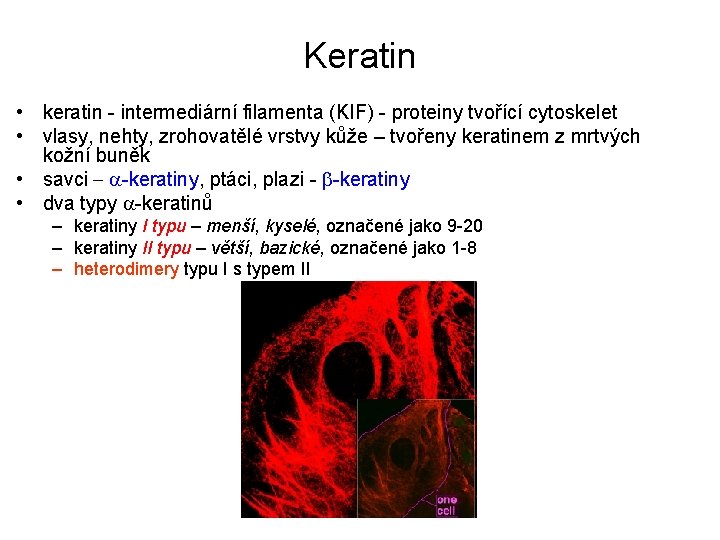 Keratin • keratin - intermediární filamenta (KIF) - proteiny tvořící cytoskelet • vlasy, nehty,