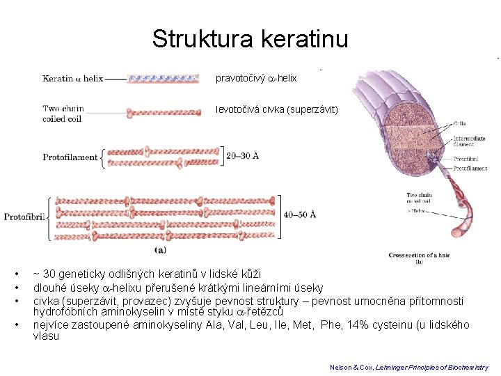 Struktura keratinu pravotočivý -helix levotočivá civka (superzávit) • • ~ 30 geneticky odlišných keratinů