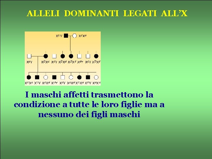 ALLELI DOMINANTI LEGATI ALL’X I maschi affetti trasmettono la condizione a tutte le loro