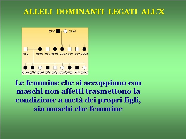 ALLELI DOMINANTI LEGATI ALL’X Le femmine che si accoppiano con maschi non affetti trasmettono