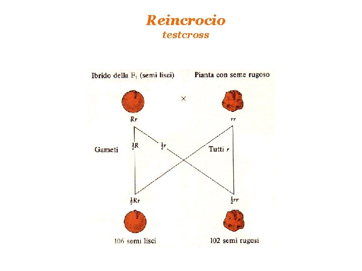 Reincrocio testcross 