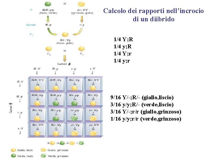 Calcolo dei rapporti nell’incrocio di un diibrido 1/4 Y; R 1/4 y; R 1/4