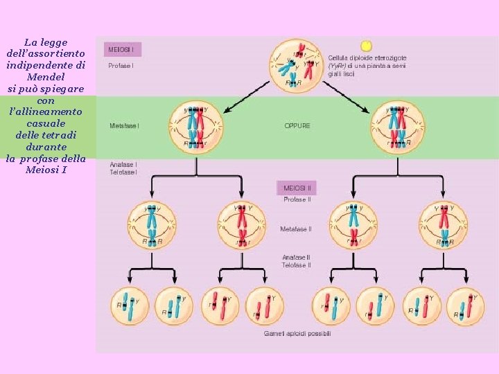 La legge dell’assortiento indipendente di Mendel si può spiegare con l’allineamento casuale delle tetradi