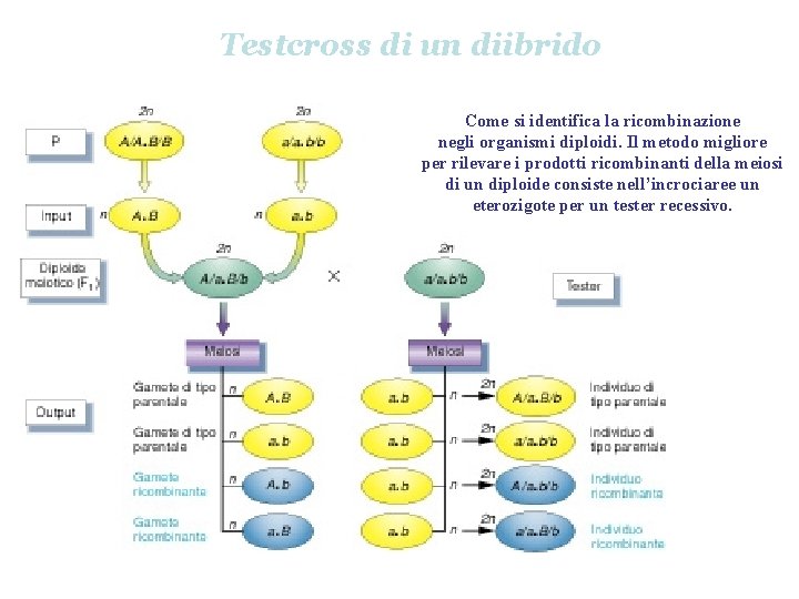 Testcross di un diibrido Come si identifica la ricombinazione negli organismi diploidi. Il metodo