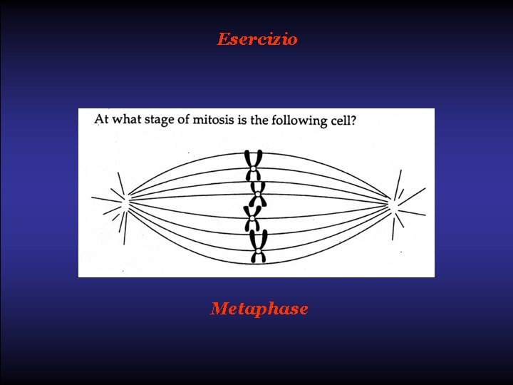 Esercizio Metaphase 