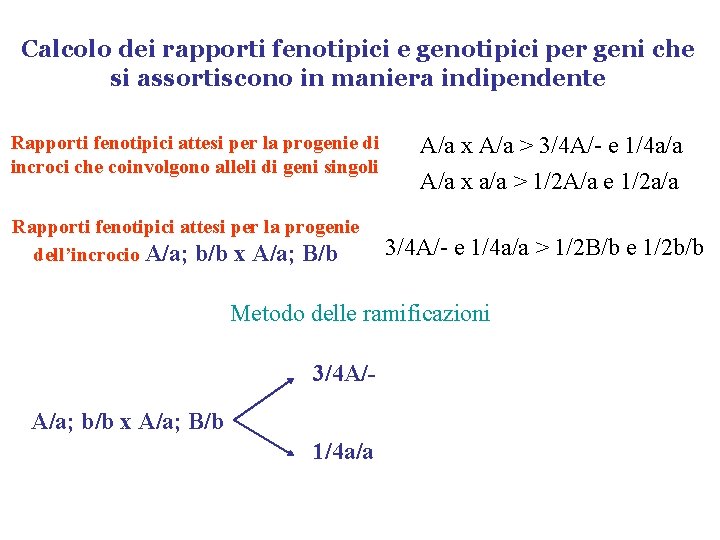 Calcolo dei rapporti fenotipici e genotipici per geni che si assortiscono in maniera indipendente