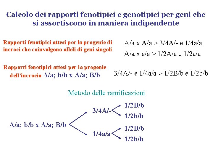 Calcolo dei rapporti fenotipici e genotipici per geni che si assortiscono in maniera indipendente