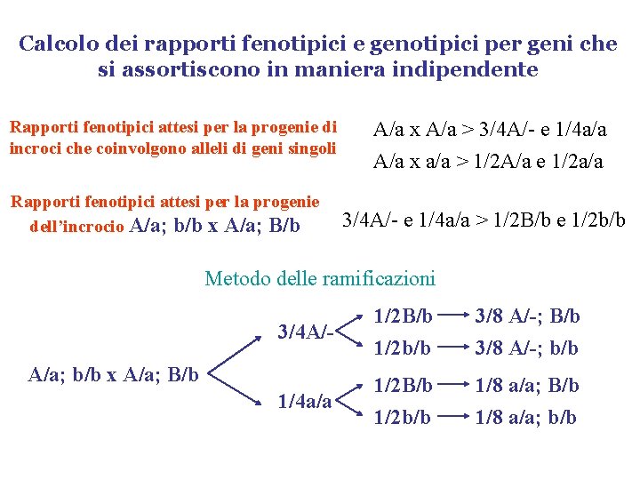 Calcolo dei rapporti fenotipici e genotipici per geni che si assortiscono in maniera indipendente