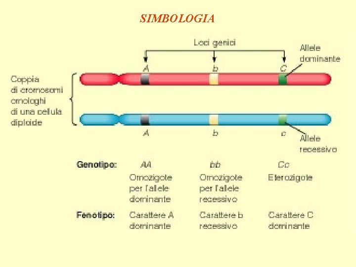 SIMBOLOGIA 