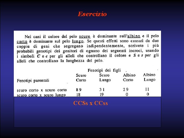 Esercizio CCSs x CCss 