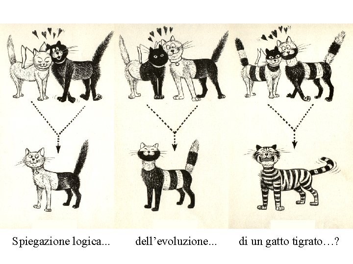 Spiegazione logica. . . dell’evoluzione. . . di un gatto tigrato…? 