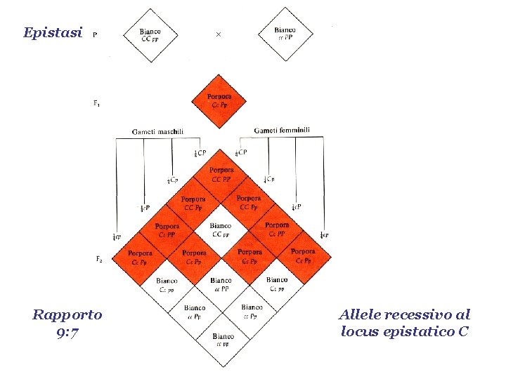 Epistasi Rapporto 9: 7 Allele recessivo al locus epistatico C 