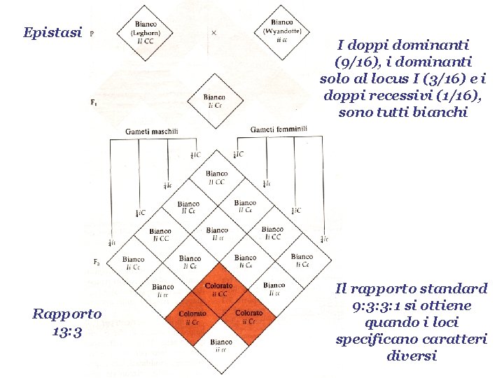 Epistasi Rapporto 13: 3 I doppi dominanti (9/16), i dominanti solo al locus I