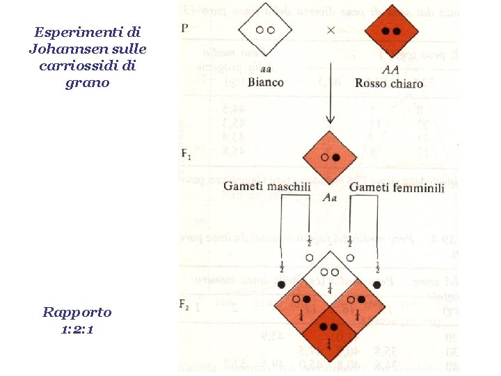 Esperimenti di Johannsen sulle carriossidi di grano Rapporto 1: 2: 1 