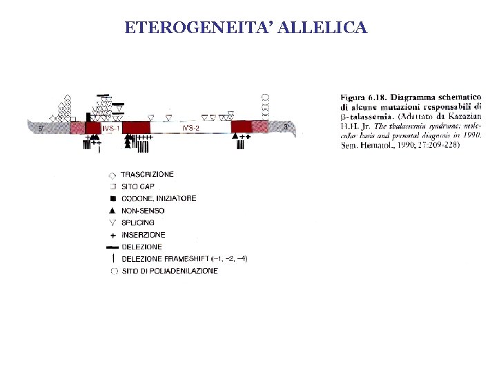 ETEROGENEITA’ ALLELICA 