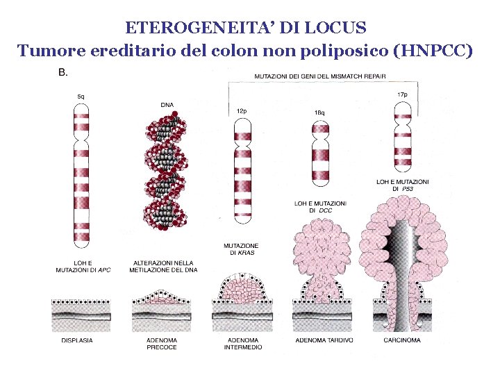 ETEROGENEITA’ DI LOCUS Tumore ereditario del colon non poliposico (HNPCC) 