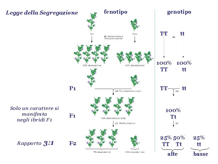 Legge della Segregazione fenotipo genotipo TT tt 100% TT tt P 1 Solo un